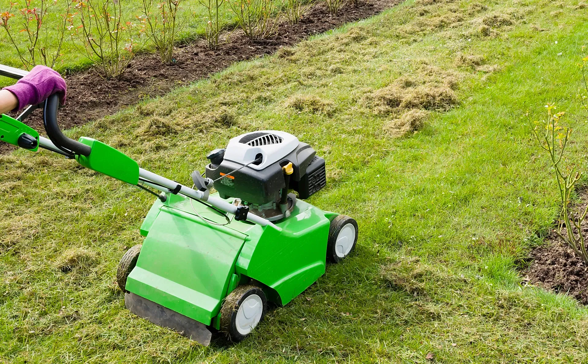 Woman,Scarifying,A,Garden,Lawn,With,A,Scarifier.,Scarification,Of