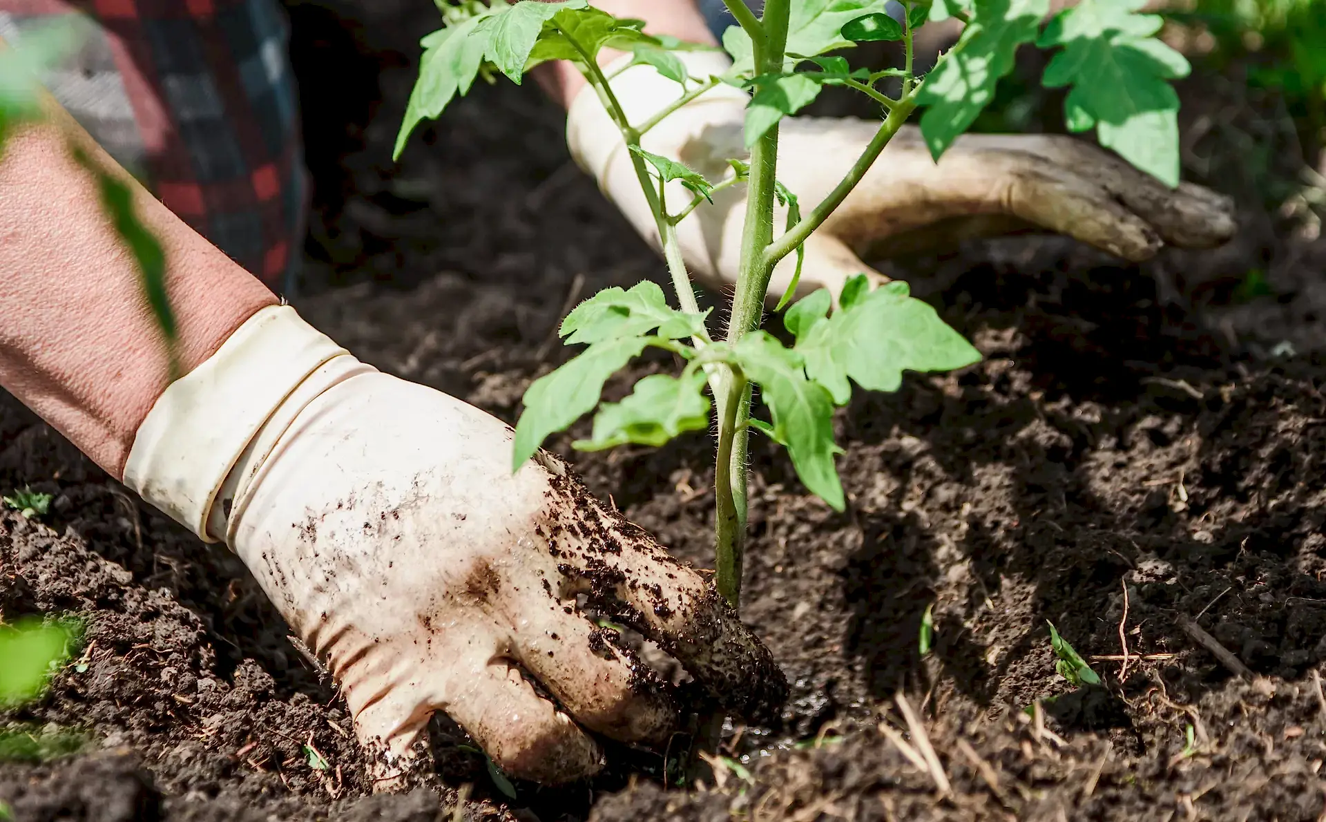 Old,Woman,Inserts,Saplings,Of,Tomatoes,In,The,Ground,In